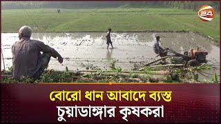 বোরো ধান আবাদে ব্যস্ত চুয়াডাঙ্গার কৃষকরা | Chuadanga News | Boro rice | Channel 24