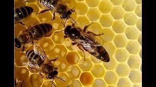 Bienen neue Zuchtmutter für Linienzucht