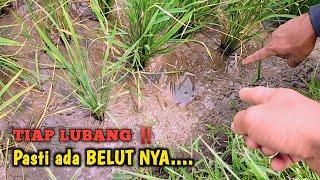 LOH YA ‼️BEGINI SERUNYA MANCING BELUT TEPAT DI SARANG NYA