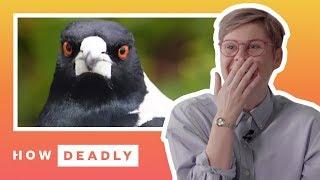 When magpies attack | REACTION