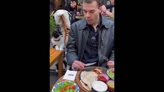 Дай попробовать what's delicious there #приколы2023 #животные #доброта #catshorts #cats