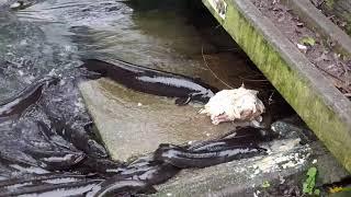 Amazing Giant Eel feeding frenzy! with Matt Paku. (New Zealand longfin eel) #viral #viralvideo