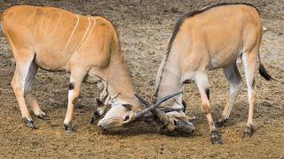 Eland: The World's Largest Antelope Species