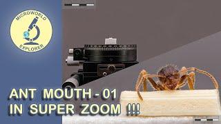 Ant Mouth under the Microscope. Unseen World in SUPER ZOOM!