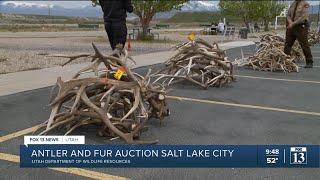 Utah Division of Wildlife Resources auctions off antlers, furs