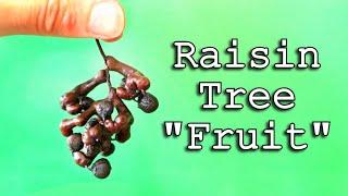 JAPANESE RAISIN TREE - This fruit is so strange that it isn't even a fruit...