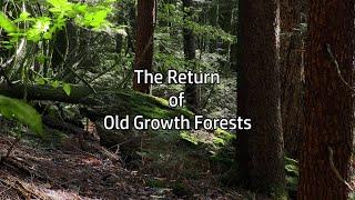 The Return of Old Growth Forests