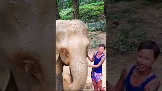 Cuddling a Elephant  #elephant #cuteanimals #funnyvideo #traveling #thailand