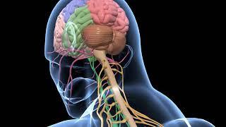 Biology - 3D animation  - Human Nervous System  Overview ( Senior)  - English