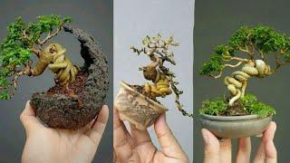 Akhirnya... Panen Sancang Pelintir Extrem Setelah Tiga Bulan | Harvest the Premna split Trunk bonsai