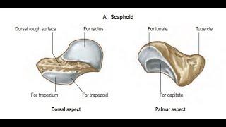 SCAPHOID BONE  ANATOMY