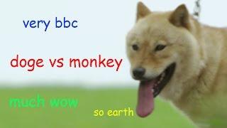 Shiba Inu vs Monkey in Japan | Wild Japan | BBC Earth