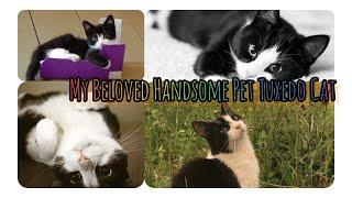 Myths on Handsome Tuxedo Cats, They were worshipped in ancient Egypt & Have Magic |Cute Pets Bonding