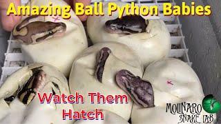 Hatching Ball Pythons!