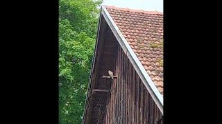 Livestream - Turmfalken(Kestrel) im ehemaligen Taubenschlag Susi & Robert