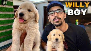 I GOT A PUPPY - Meet Mr Wilson Golden Retriever