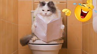 Funny Dog And Cat Videos  - Best Funny Animal Videos 2023  #6.mp4