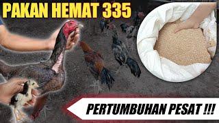 Racikan pakan ayam hemat agar ayam cepat besar