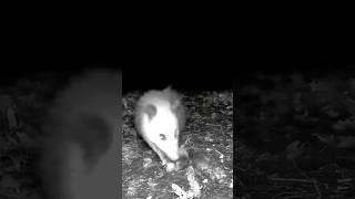 Opossum cracks dead mole's head. #animals #nature #shorts