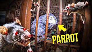 Cannibal Rats Terrorize family Parrot...horrific..