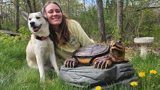 Turning a Log into a Snapping Turtle