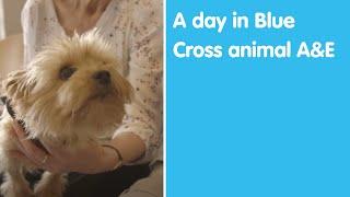 A day in Blue Cross animal A&E