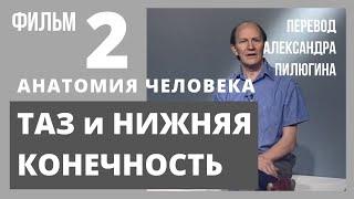 ТАЗ и НИЖНЯЯ КОНЕЧНОСТЬ. Анатомия человека. Атлас Акланда. Русский перевод А. Пилюгина. Фильм 2