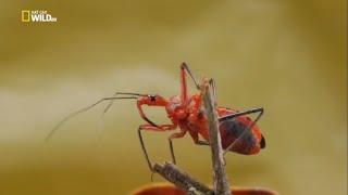 Удивительные насекомые. Док фильм Nat Geo Wild HD