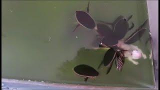 Diving beetle eating white mouse