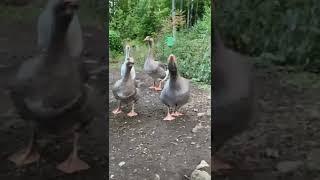 We Want Treats! Toulouse Geese Sounds #shorts