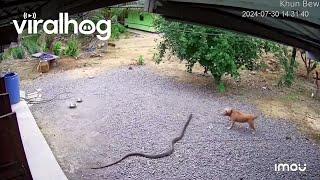 Barking Dog Scares Away Snake || ViralHog