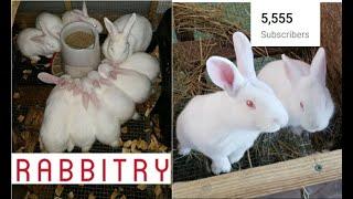 1-12-20 Best Way to Raise Rabbits You've Ever Seen. New Zealand Whites. High Production Method