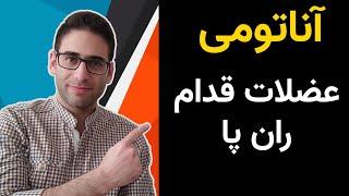 آناتومی عضلات قدام ران