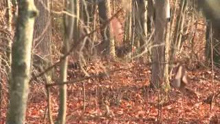 Levi Morgan - Big Buck Down in Ohio