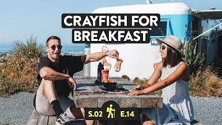 CRAYFISH of NEW ZEALAND + Kaikoura Seal Colony | Reveal NZ S2 E14