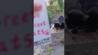 Love Street Cats #131 homelesscats #streetcats #catvideos