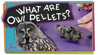 What Are Owl Pellets? - #sciencegoals