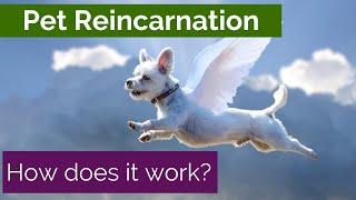 Animals in the Afterlife Pet Reincarnation