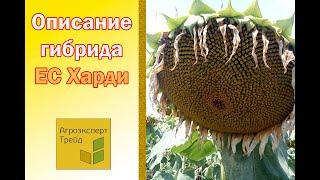 Подсолненик ЕС Харди , описание гибрида  - семена в Украине