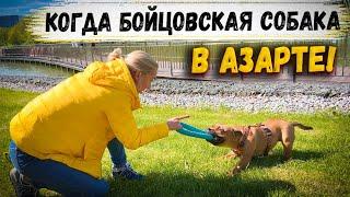 ПИТБУЛЬ ДЖИНА ПОКАЗАЛА СВОЕ ВОСПИТАНИЕ!