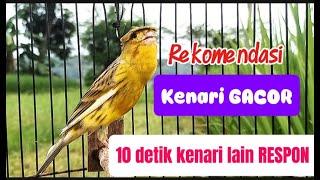 MASTERAN BURUNG Kenari GACOR PANJANG INI Cocok untuk PANCINGAN KENARI PAUD dan Kenari Macet BUNYI