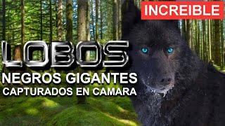 5 GIANT Wolves Captured in Mobile CAMERA , 5 Black Wolves that you must know, lyrics