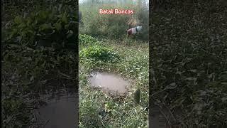 Ikan semotok ini sungguh bikin bahagian #mancing #ikan #viral #fhising #mancingmania #shorts