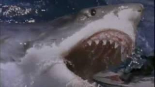 Great funny shark attack (from "Shark Attack 3" Megalodon)