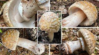 Perlpilz Verwechslung | Rötender Wulstling, Amanita rubescens | Pilzportrait & Vergleich Pantherpilz