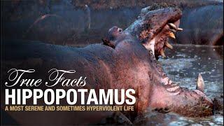 True Facts: Hippopotamus