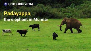 Padayappa - the adventurous elephant in Munnar