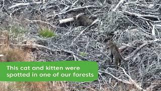 Wildcat kitten caught on camera using thermal imaging technology | Forestry and Land Scotland