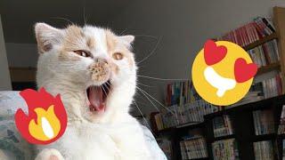  Funniest Cats and Dogs Videos  ||  Hilarious Animal Compilation №430