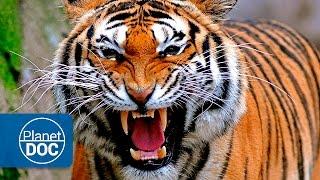 Tigers & Men: Deadly War | Full Documentary